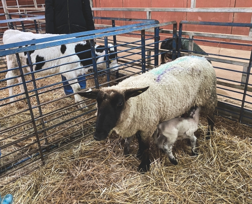 Feb 2020 Team Stewardship Event at Livestock Arena