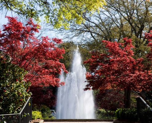 UGA Campus in spring